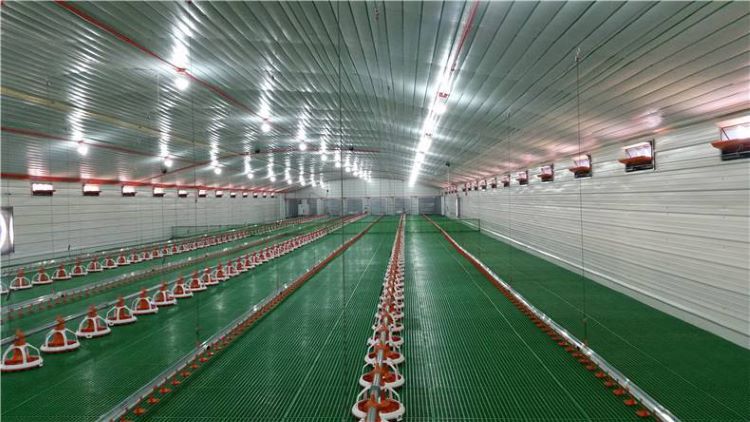 Chicken Farm Poultry Steel Structure Building Project Fiji 